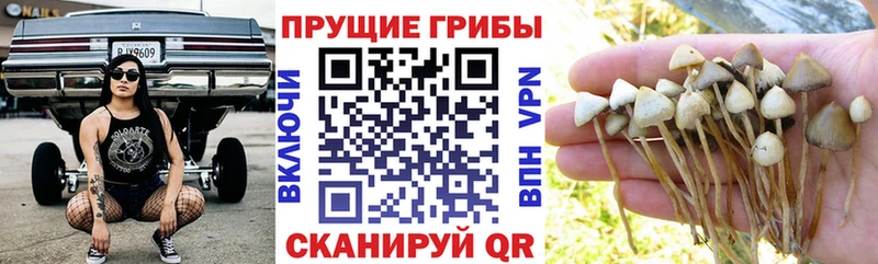 Купить закладки Лабытнанги Псилоцибиновые грибы Cubensis
